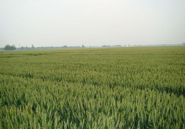 河北邯郸数十亩麦地被强行推平，村支书真的有这么大权力吗？