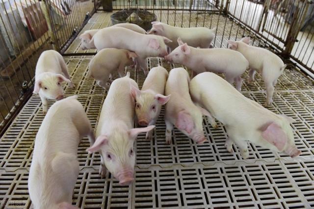农民在自家地里养猪违法吗？一定要问清楚为什么不让咱们养猪
