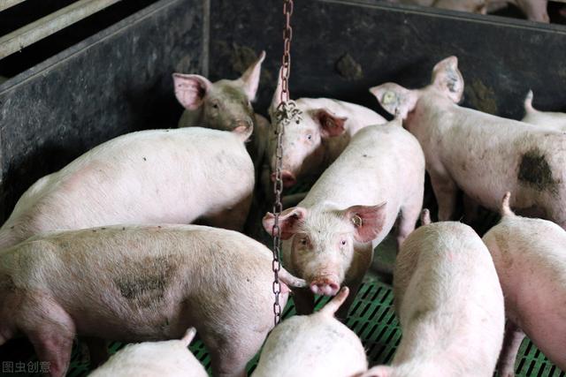 农民在自家地里养猪违法吗？一定要问清楚为什么不让咱们养猪